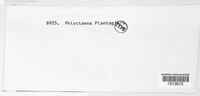 Phlyctema plantaginis image